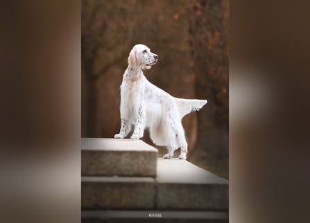 THORIN Nasetters – English Setter Puppy (ZKwP / FCI) – Boy