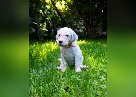 THORIN Nasetters – English Setter Puppy (ZKwP / FCI) – Boy