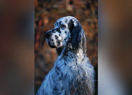 THORIN Nasetters – English Setter Puppy (ZKwP / FCI) – Boy