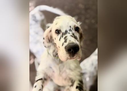 THORIN Nasetters – English Setter Puppy (ZKwP / FCI) – Boy