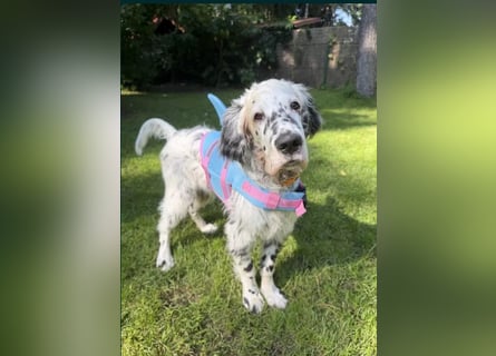 THORIN Nasetters – English Setter Puppy (ZKwP / FCI) – Boy