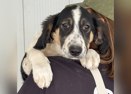 Toby: träumt von Streichelhänden