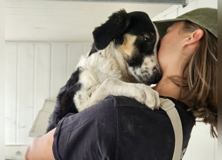 Toby: träumt von Streichelhänden