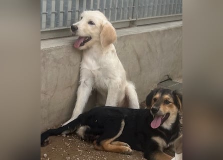Toby: träumt von Streichelhänden Toby: träumt von Streichelhänden