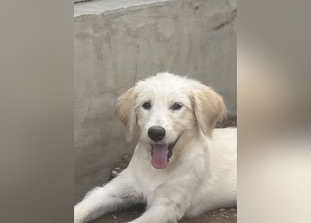 Toby: träumt von Streichelhänden Toby: träumt von Streichelhänden