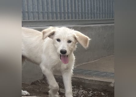 Toby: träumt von Streichelhänden Toby: träumt von Streichelhänden