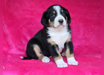 Entlebucher Sennenhunde Welpen (A×A) m.P.