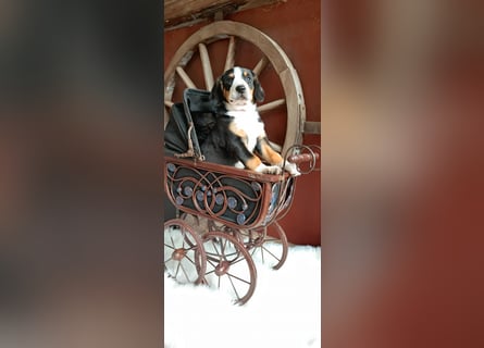 Entlebucher Sennenhunde Welpen (A×A) m.P.