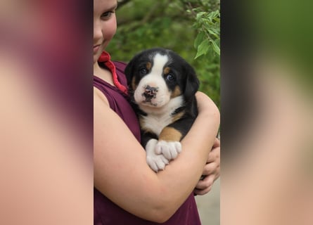 Entlebucher Sennenhunde Welpen (A×A) m.P.