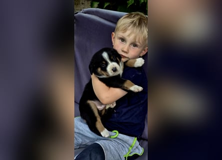 Entlebucher Sennenhunde Welpen (A×A) m.P.