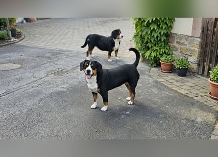Entlebucher Sennenhunde Welpen (A×A) m.P.