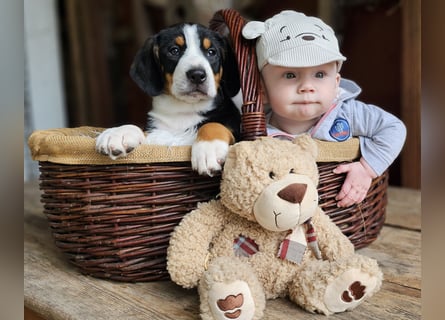 Entlebucher Sennenhunde Welpen (A×A) m.P.