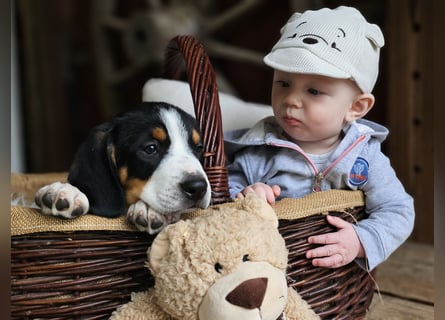 Entlebucher Sennenhunde Welpen (A×A) m.P.