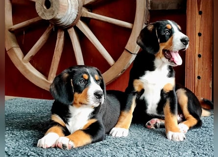Entlebucher Sennenhunde Welpen (A×A) m.P.