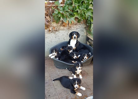 Entlebucher Sennenhunde Welpen (A×A) m.P.