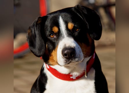 Entlebucher Sennenhunde Welpen (A×A) m.P.