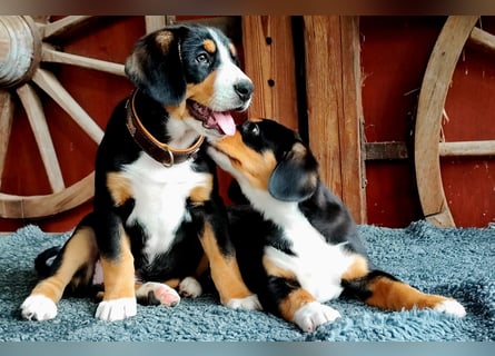 Entlebucher Sennenhunde Welpen (A×A) m.P.