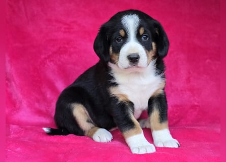 Entlebucher Sennenhunde Welpen (A×A) m.P.