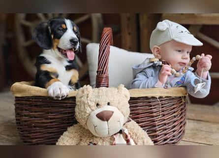 Entlebucher Sennenhunde Welpen (A×A) m.P.