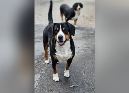 Entlebucher Sennenhunde Welpen (A×A) m.P.