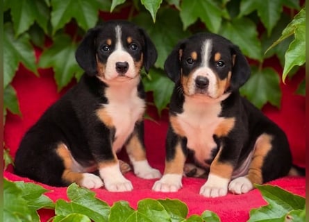 Entlebucher Sennenhunde Welpen (A×A) m.P.