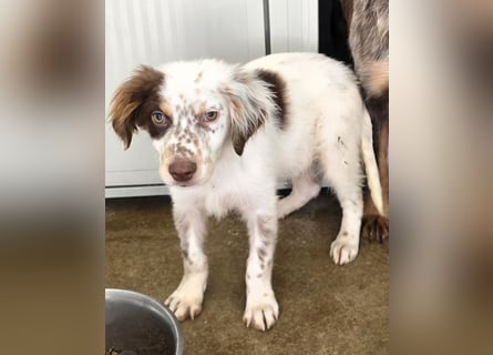 Lello: endlich durchstarten