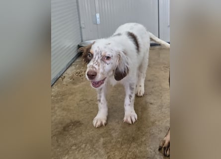 Lello: endlich durchstarten