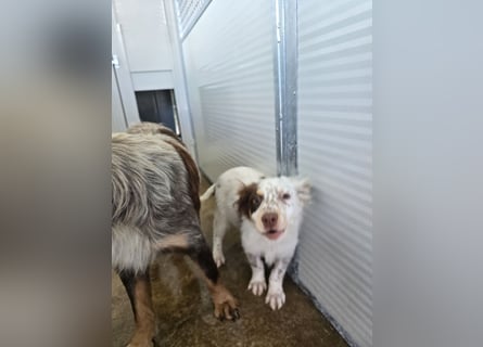 Lello: endlich durchstarten