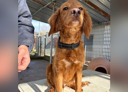 Arnold - ein kleiner, sanfter Bub, schuldlos in den Zwinger abgeschoben - sucht liebevolles Zuhause