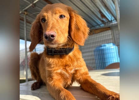 Arnold - ein kleiner, sanfter Bub, schuldlos in den Zwinger abgeschoben - sucht liebevolles Zuhause