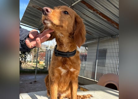 Arnold - ein kleiner, sanfter Bub, schuldlos in den Zwinger abgeschoben - sucht liebevolles Zuhause