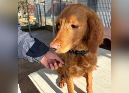 Arnold - ein kleiner, sanfter Bub, schuldlos in den Zwinger abgeschoben - sucht liebevolles Zuhause