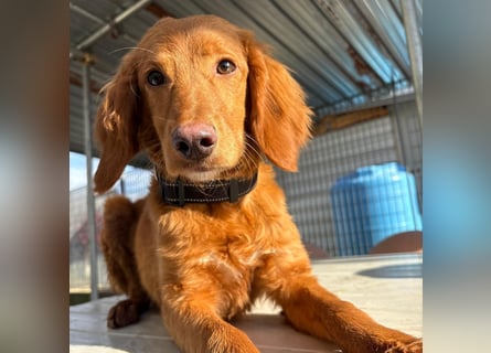 Arnold - ein kleiner, sanfter Bub, schuldlos in den Zwinger abgeschoben - sucht liebevolles Zuhause