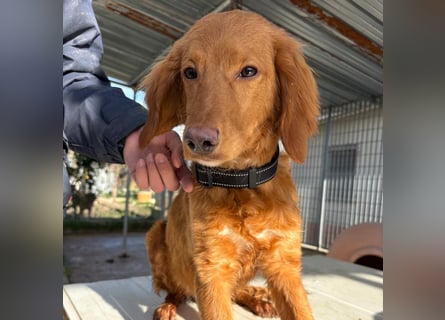 Arnold - ein kleiner, sanfter Bub, schuldlos in den Zwinger abgeschoben - sucht liebevolles Zuhause