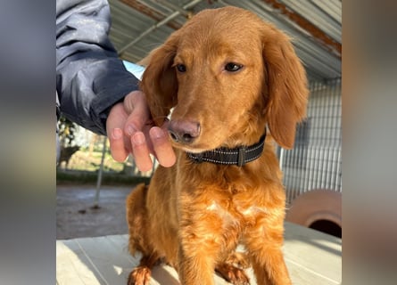 Arnold - ein kleiner, sanfter Bub, schuldlos in den Zwinger abgeschoben - sucht liebevolles Zuhause