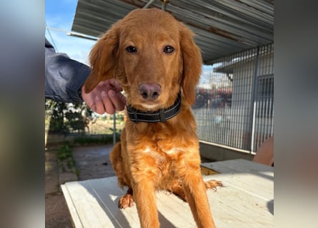 Arnold - ein kleiner, sanfter Bub, schuldlos in den Zwinger abgeschoben - sucht liebevolles Zuhause