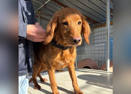 Arnold - ein kleiner, sanfter Bub, schuldlos in den Zwinger abgeschoben - sucht liebevolles Zuhause