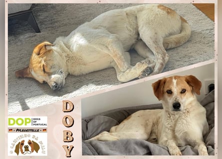 Traumhund Doby sucht seine Familie!