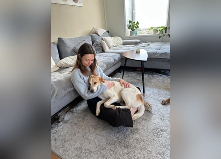 Traumhund Doby sucht seine Familie!