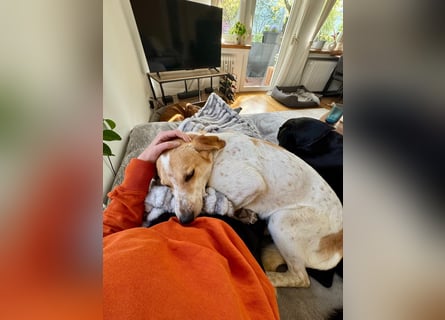 Traumhund Doby sucht seine Familie!