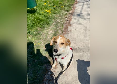 Traumhund Doby sucht seine Familie!