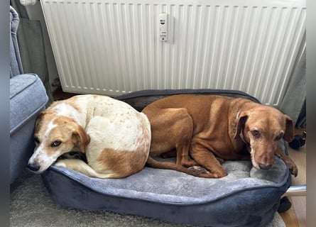 Traumhund Doby sucht seine Familie!