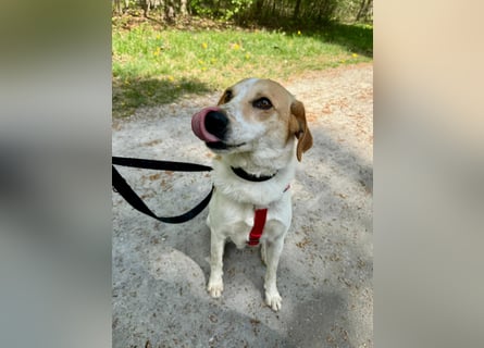 Traumhund Doby sucht seine Familie!