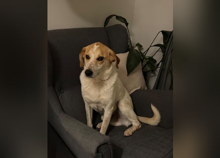 Traumhund Doby sucht seine Familie!