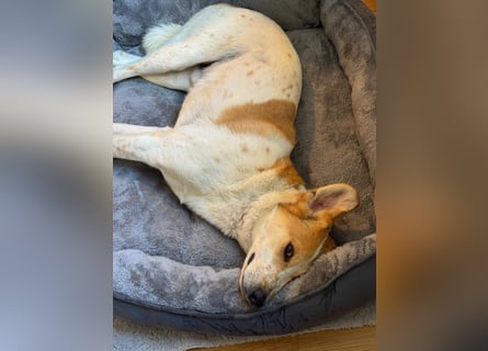 Traumhund Doby sucht seine Familie!