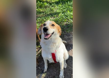 Traumhund Doby sucht seine Familie!