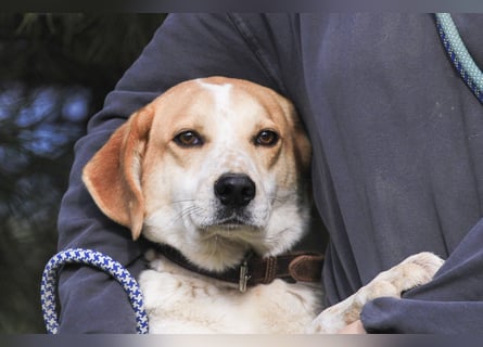 Traumhund Doby sucht seine Familie!