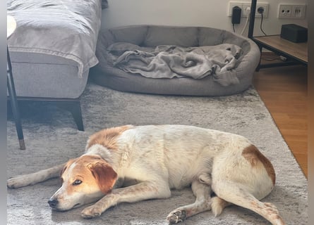 Traumhund Doby sucht seine Familie!