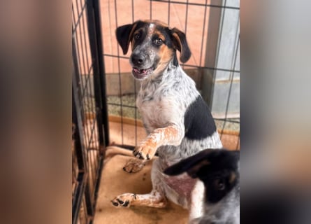 Ornix - so eine Färbung hat die Welt noch nicht gesehen!