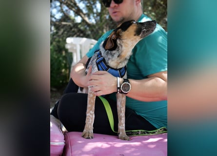 Ornix - so eine Färbung hat die Welt noch nicht gesehen!